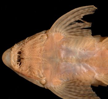 Media type: image;   Ichthyology 37211 Aspect: ventral head